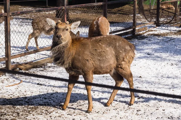 Dappled deer in zoo — Stock Photo, Image