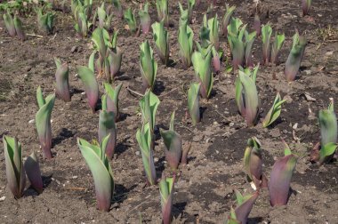 Lale sürülmüş bahçe yatak üzerinde fidan