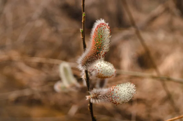 Willow blommor på kvistar — Stockfoto