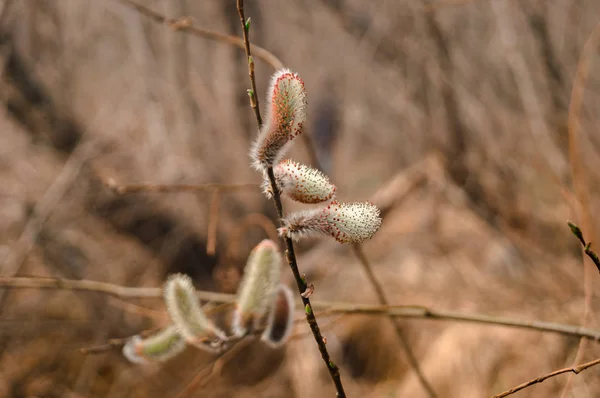 Willow blommor på kvistar — Stockfoto