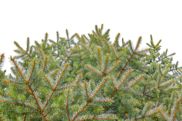 Boże Narodzenie drzewo gałązki świerku izolowane na białym tle dla szablonu Nowego Roku — Zdjęcie stockowe