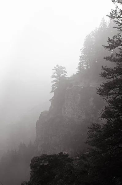Bomen Mist — Stockfoto