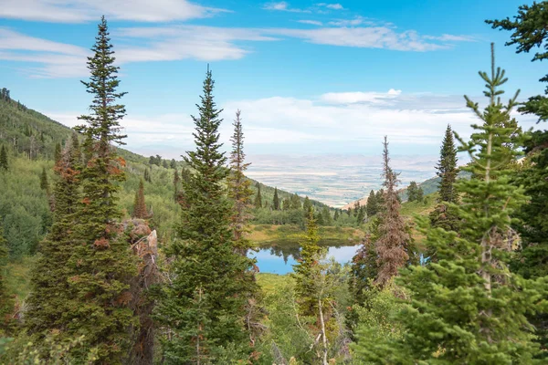 Grove Van Bomen Een Berg Vijver — Stockfoto