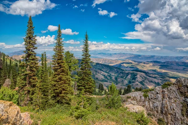 Bosque Árvores Com Vista Para Cordilheira — Fotografia de Stock