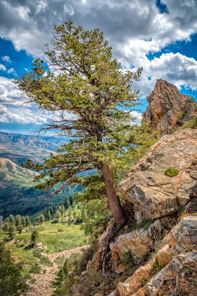 Boom Groeien Uit Rocky Mountain — Stockfoto