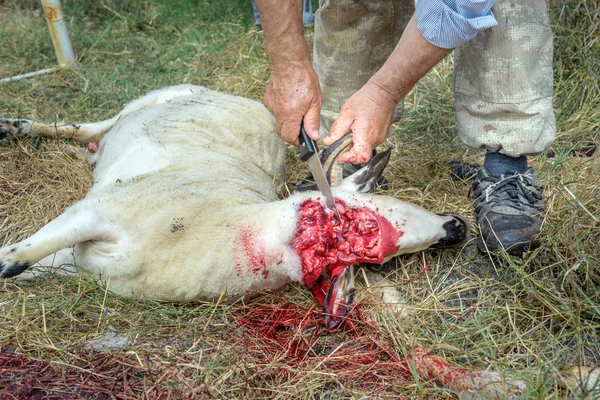 O homem muçulmano que sacrificou as ovelhas para adoração . Fotos De Bancos De Imagens