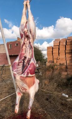 dinlenme asılı koyun kesmek