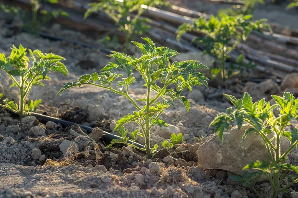 Newly planted tomato shoots on cultivated land — Stock Photo, Image