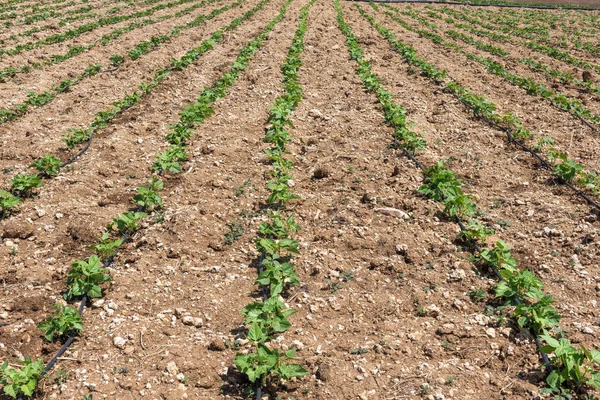 Growth of bean seedlings, early spring — Stock Photo, Image