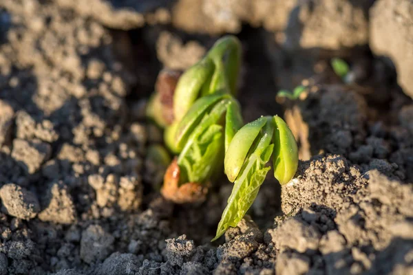 Tillväxten av bean plantor, tidigt på våren — Stockfoto