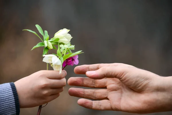 Mão e flores para presente, conceitual — Fotografia de Stock