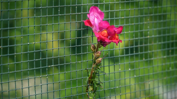 Flores entre cerca de rede de arame — Fotografia de Stock