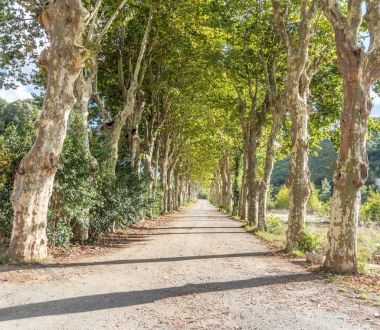 Ağaçlar arasında doğal bir yol