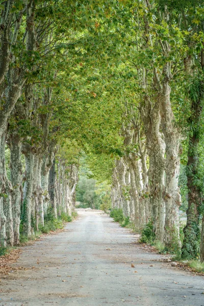 Malebná silnice mezi stromy — Stock fotografie