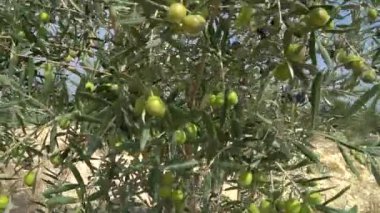 Ağaç dallarında yeşil zeytin