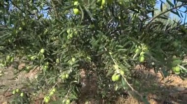 Ağaç dallarında yeşil zeytin