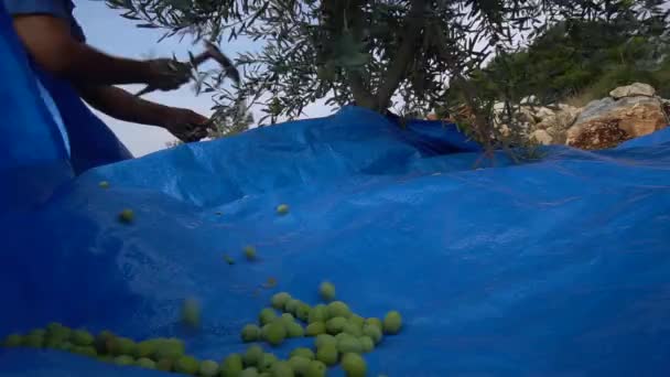 Olives Vertes Sur Les Branches Arbres — Video