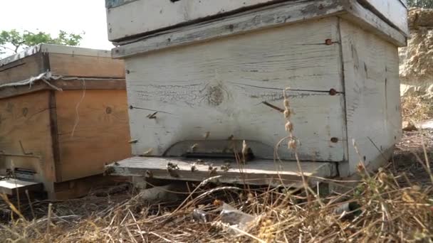 Des Abeilles Volent Devant Une Ruche Concept Apicole — Video