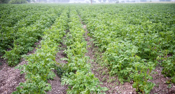 Potato field with green shoots of potatoes — Stock Photo, Image