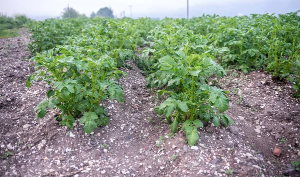 Potato fält med gröna skott av potatis — Stockfoto