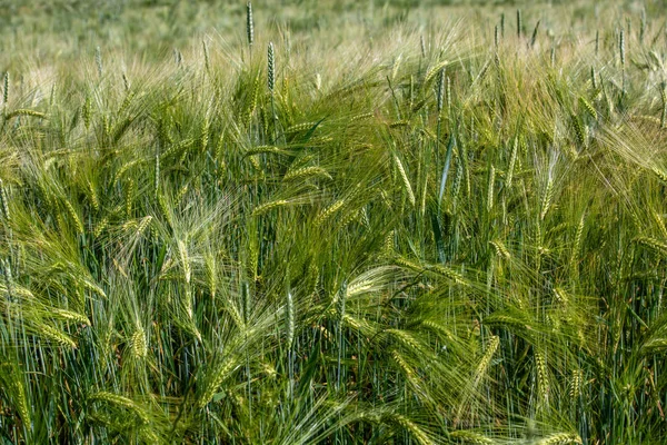 Young wheat field — Stock Photo, Image