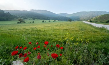 Genç buğday alanı