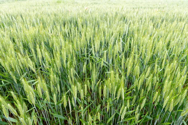 Young wheat field — Stock Photo, Image