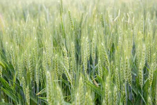 Young wheat field — Stock Photo, Image