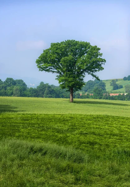 Big Single Tree Meadow — Stock Photo, Image