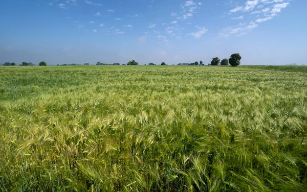Green Wheat Field Background — Stock Photo, Image