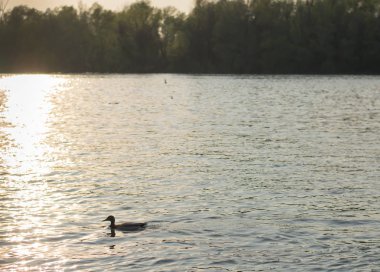 gün batımı ördek