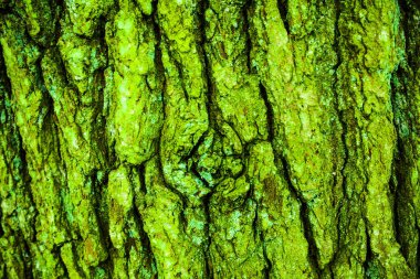 Bu bağırmak ve moss, ahşap arka plan, kahverengi ve yeşil ağaç kabuğu arka plan doku