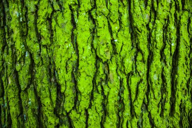 Bu bağırmak ve moss, ahşap arka plan, kahverengi ve yeşil ağaç kabuğu arka plan doku