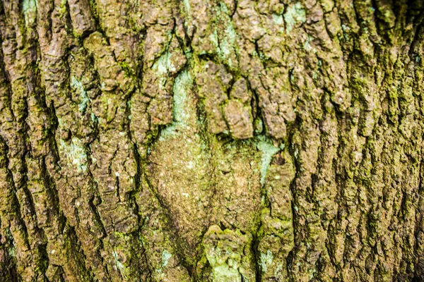 Casca e musgo, fundo de textura de madeira, marrom e verde árvore casca fundo — Fotografia de Stock