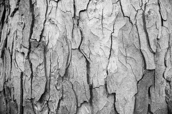 Écorce, fond texture bois, fond écorce d'arbre brun — Photo