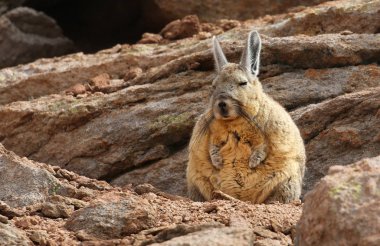 Southern Viscacha in Siloli desert (bolivia) clipart