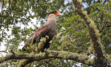 Güney tepeli caracara (Caracara plancus)
