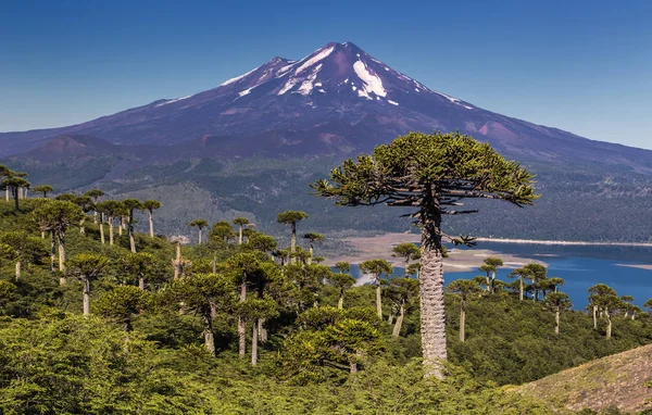 Vulkaan Llaima op Conguillio N.P. (Chili) — Stockfoto