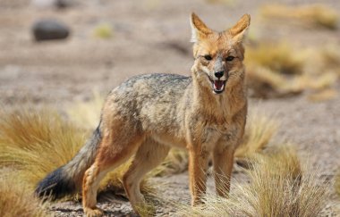 And fox (Bolivya Siloli çölde)