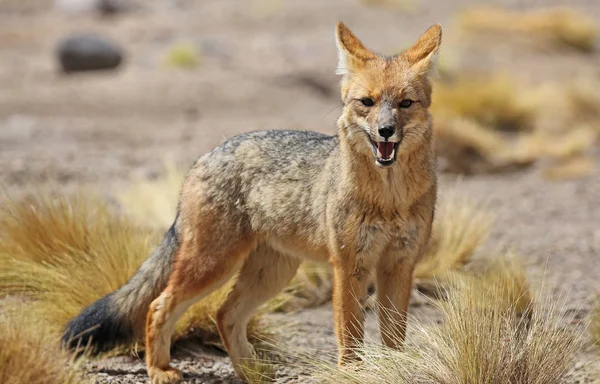 Andes fox in Siloli woestijn (bolivia) — Stockfoto