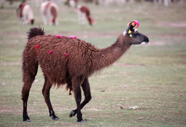 Lama in de buurt van Siloli woestijn (bolivia) — Stockfoto