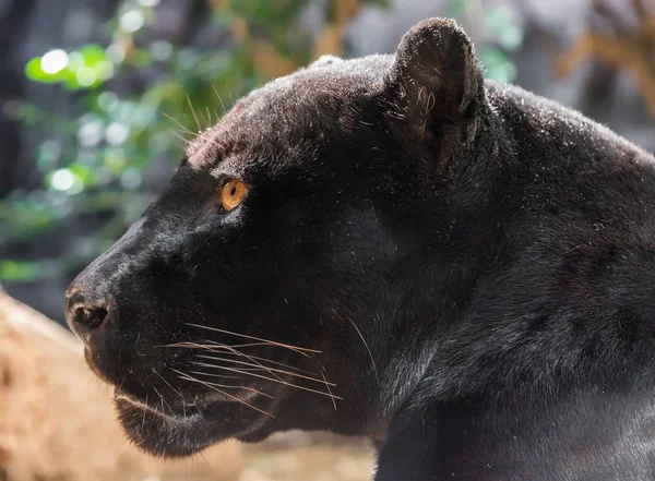 Siyah Jaguar Panthera Onca Görünümünü Yakın Çekim Stok Resim