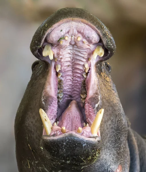 Close Beeld Van Een Brullende Pygmy Nijlpaard Genoemd Liberiensis — Stockfoto
