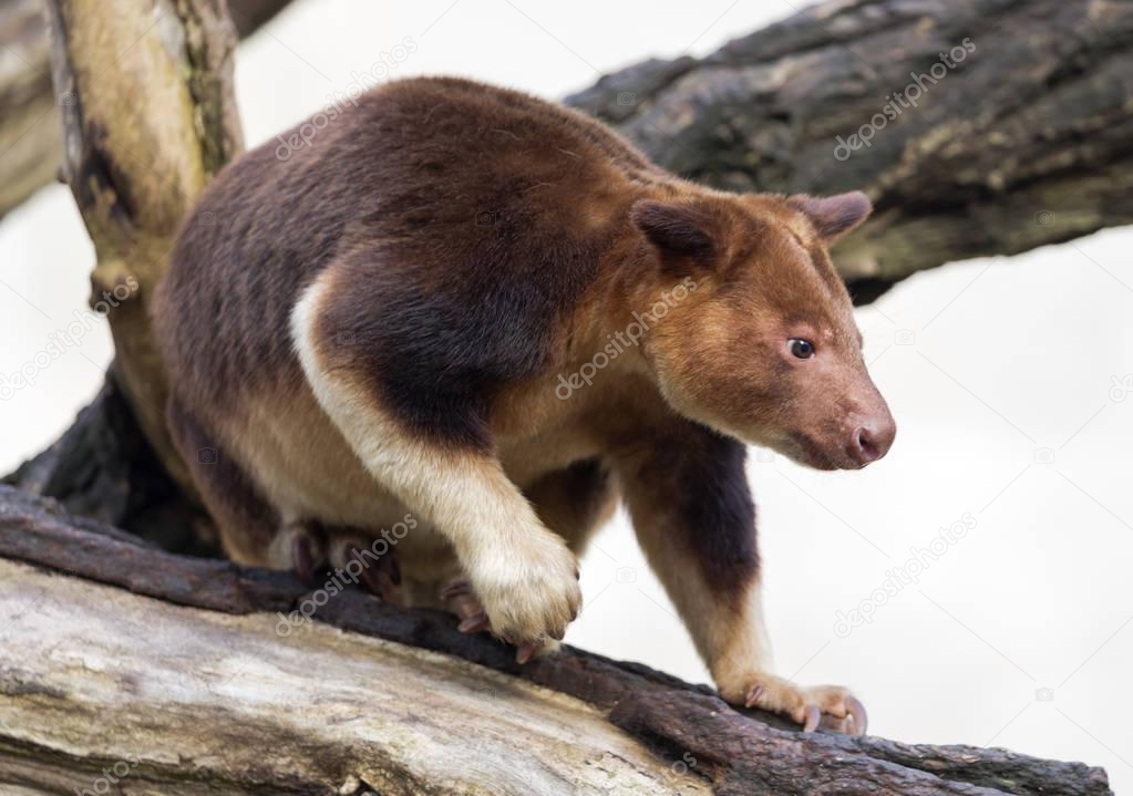 Close up view of a Goodfellow's tree-kangaroo (Dendrolagus goodfellowi) 