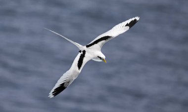 Flying White-tailed tropicbird (Phaethon lepturus) at south coast of La Reunion clipart