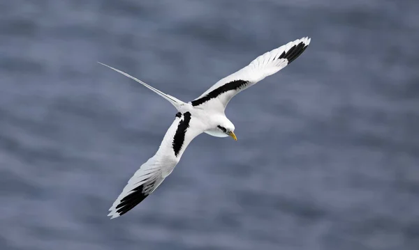 Flying White Tailed Tropicbird Phaethon Lepturus Aan Zuidkust Van Reunion — Stockfoto