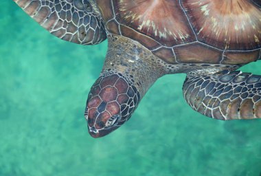 Yukarıdan bir Yeşil Deniz Kaplumbağasının (Chelonia mydas) yakın görüntüsü