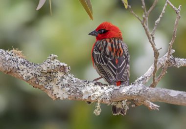 Foret de Bebour 'da (La Reunion) Kızıl Fody (Foudia madagascariensis) yakın plan görüntüsü)
