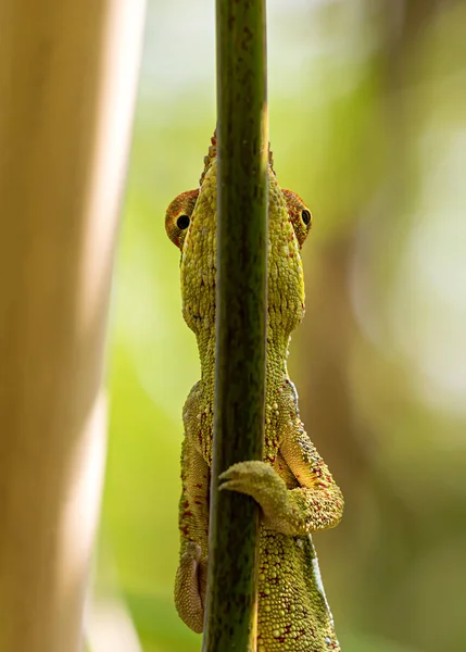 Close Van Een Mannelijke Panther Kameleon Furcifer Pardalis — Stockfoto