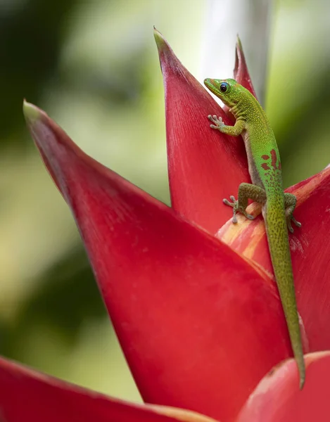 Widok Bliska Gecko Dzień Złoty Pył Phelsuma Laticauda Siedzi Heliconia — Zdjęcie stockowe